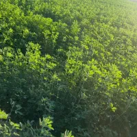 بذریونجه محلی تضمینی درجه1