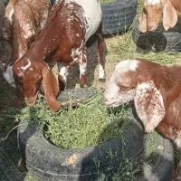 برای فروش