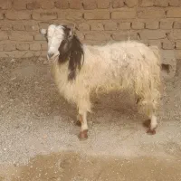 بز نر|حیوانات مزرعه|زنجان, |دیوار