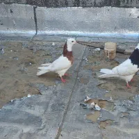کبوتر