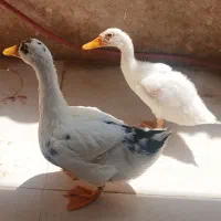 واگذاری دو عدد اردک