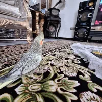 عروس هلندی