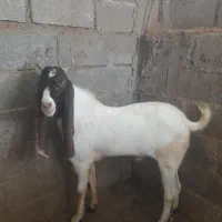 پازن پاکستانی