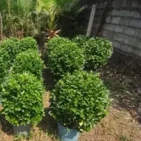 یاس هلندی توپیاری شده گل و گیاه