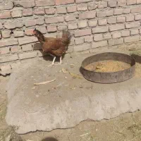 9 عدد مرغ و خروس لاری و 9 تا جوجه مرغ نسل لاری