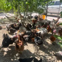 تعدادی مرغ و خروس در دماوند ، آبسرد