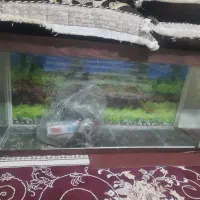 آکواریوم درحدنو