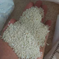 برنج لاشه هاشمی