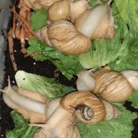 فروش عمده و بسیار ارزان حلزون