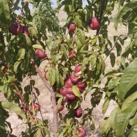 باغ-سندار-با-آب