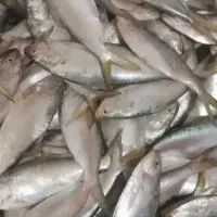 ماهی صبور