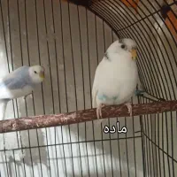 عروس هلندی مرغ عشق طوطی