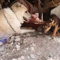 فروش سگ خراسانی نگهبان