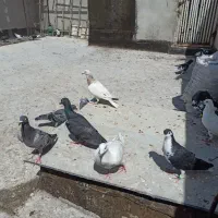کفتر بومب
