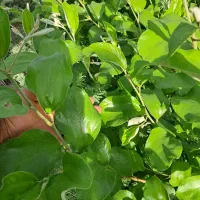 نهال کنار پیوندی(تایلندی سوپرلوکس)