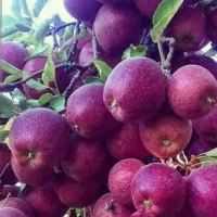 اجاره انواع میوه و باغچه سیب نقدا گرفته میشود