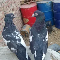 کبوتر