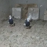 کبوتر طوقی سرابله