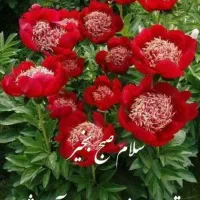 فروش ۲ خط تلفن ثابت رند در نسیم شهر و حومه