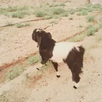 نربز چاق چله