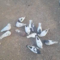 ۱۴ لنگ کفتر از همه رنگ پرشی