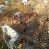 گوسفند نر رودان