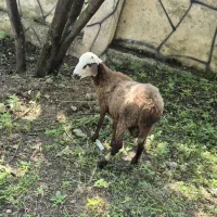 دو راس گوسفند نر
