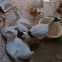 غاز