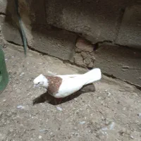 طوقی|پرنده|میاندوآب, |دیوار