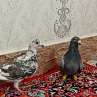جفت پلاکی