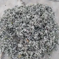 گیاه دارویی پونه وختمی