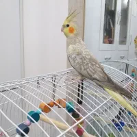 دوعدد عروس ۳ماهه مرواریدی