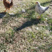 جوجه گلپایگانی نیمچه