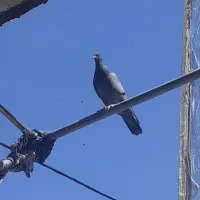 جوجه سبز گم شوده