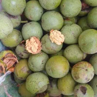 فروش گردو