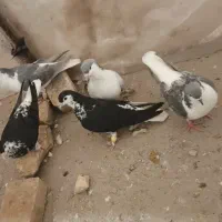 کفتر|پرنده|بردسکن, |دیوار