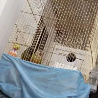 گرینجک