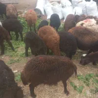 میش بره دار قزل گوسفند