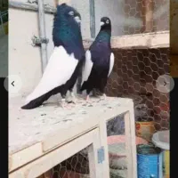 کفتریا کبوترسینه سیاه سرخ زرد