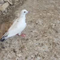 گوره .کله سفید