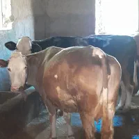 دو راس گاو سیمینتال