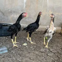 اوشامو المانی 3 ماهه