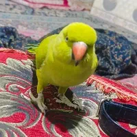 طوطی