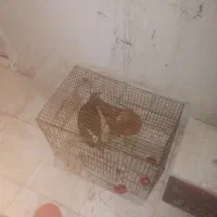فروش‌مرغ‌محلی