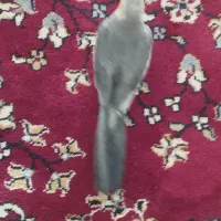 عروس هلندی نر