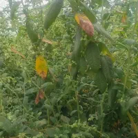 باغبان و سرایدار