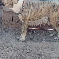 سگ نگهبان وگله