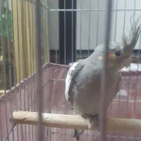 عروس هلندی