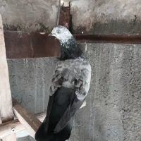 کبوتر خوب.