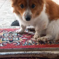 گشمده